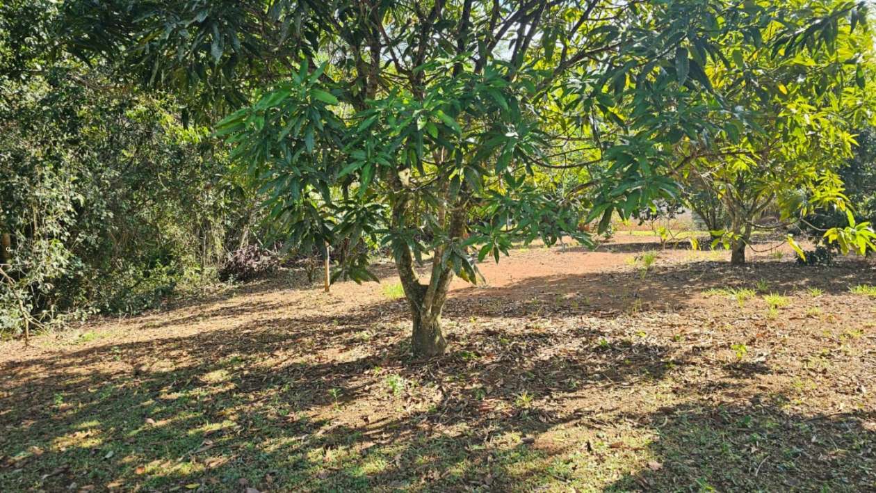 Fazenda, 3 hectares - Foto 4