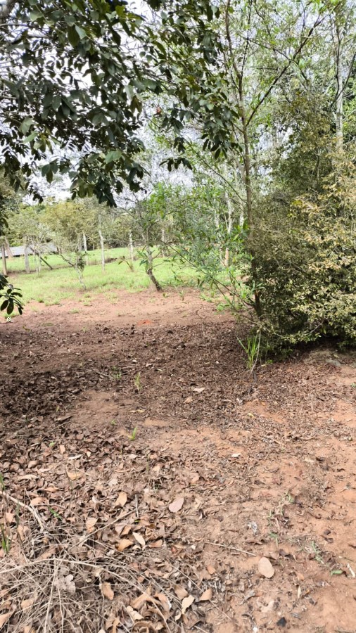 Fazenda, 3 hectares - Foto 6