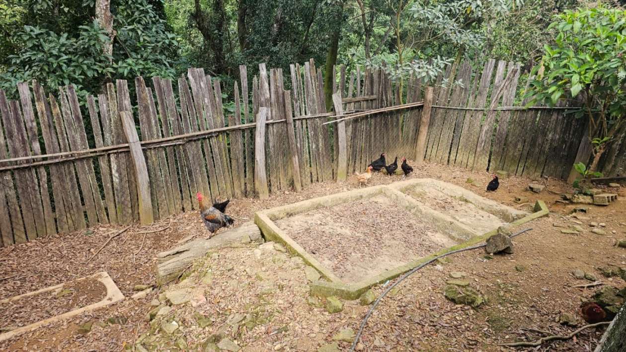 Fazenda, 3 hectares - Foto 7