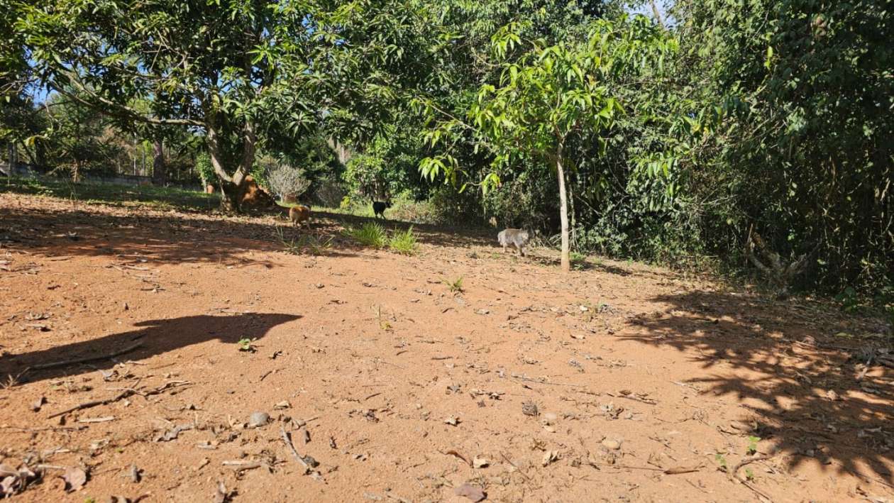 Fazenda, 3 hectares - Foto 18