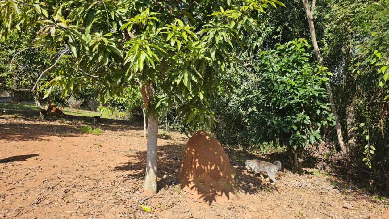 Fazenda, 3 hectares - Foto 27
